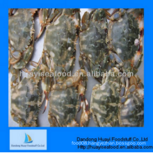 IQF frozen new yummy mud crab with with wholesale supplier